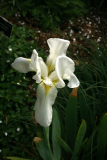 Iris germanica 'Florentina' RCP4-10 193.jpg